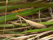 Bild 9: Weibchen