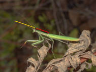 Bild 8: Männchen