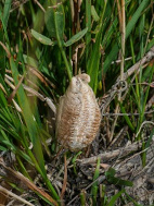 Bild 1: Oothek an der Vegetation
